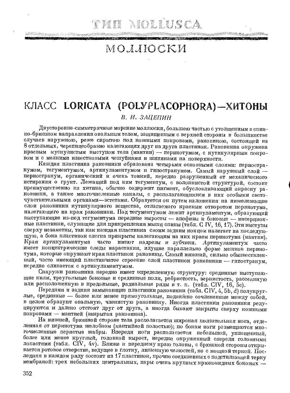 Класс Loricata - Хитоны