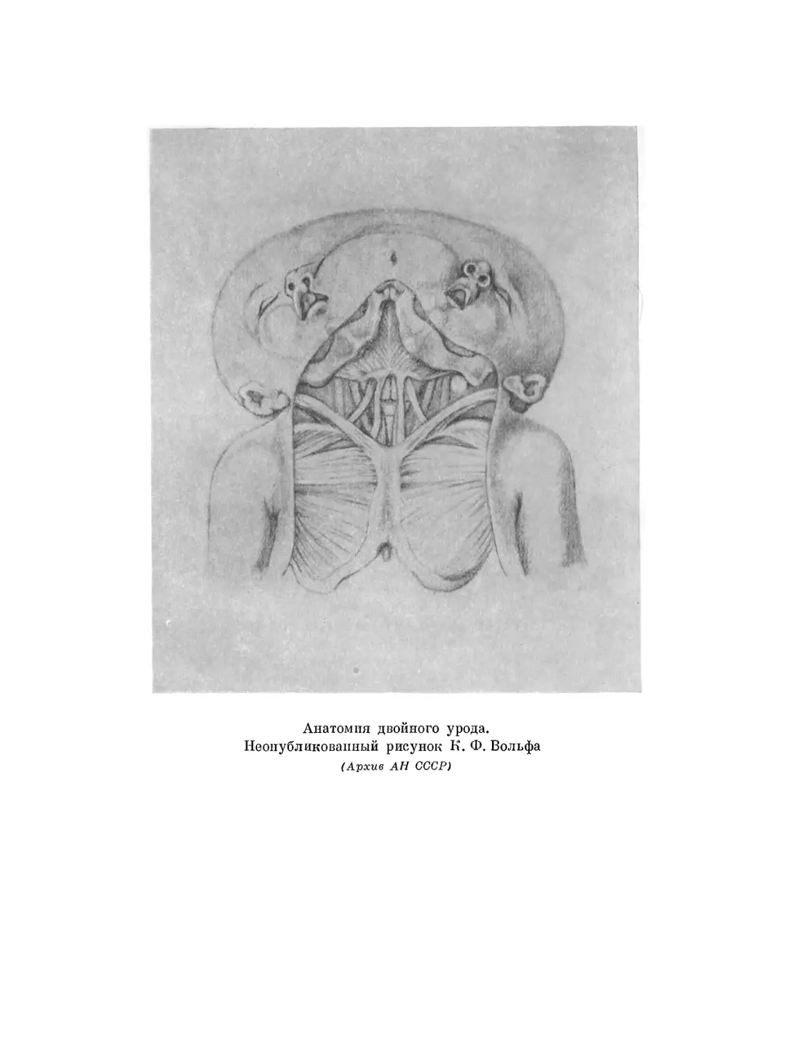 Вклейка. Анатомия двойного урода. Неопубликованный рисунок К. Ф. Вольфа