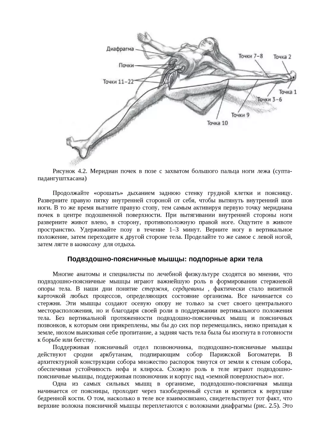 ﻿Подвздошно-поясничные мышцы: подпорные арки тел