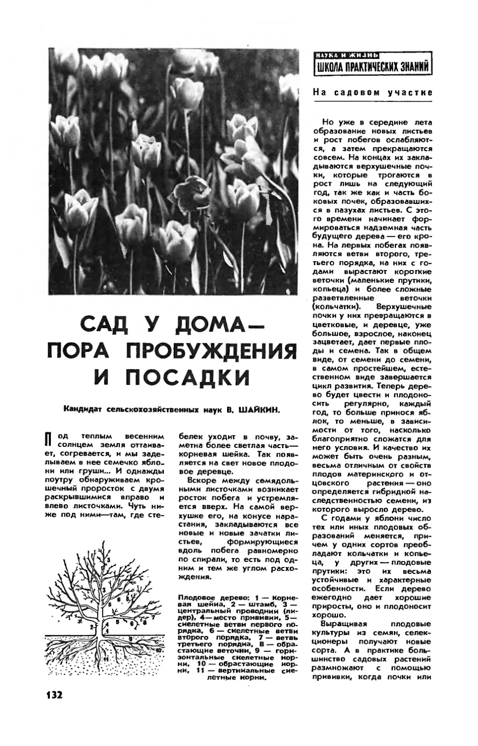 В. ШАЙКИН, канд. сельхоз. наук — Сад у дома — пора пробуждения и посадки