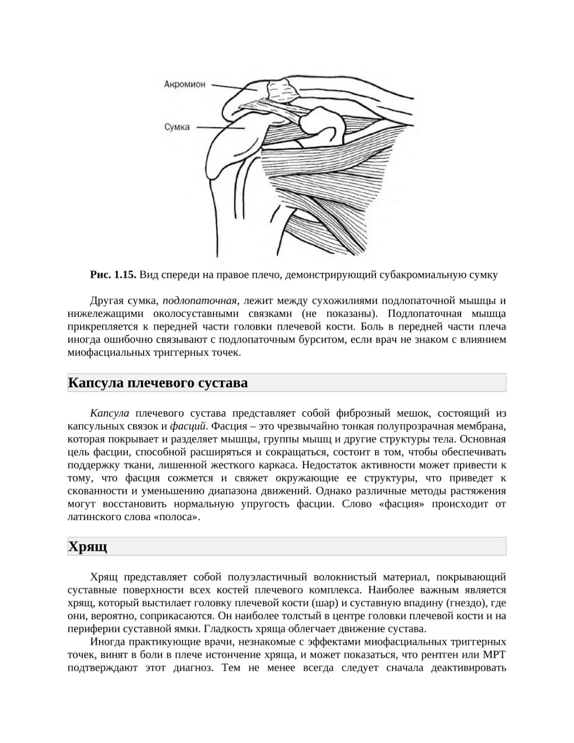 Капсула плечевого сустава
Хрящ