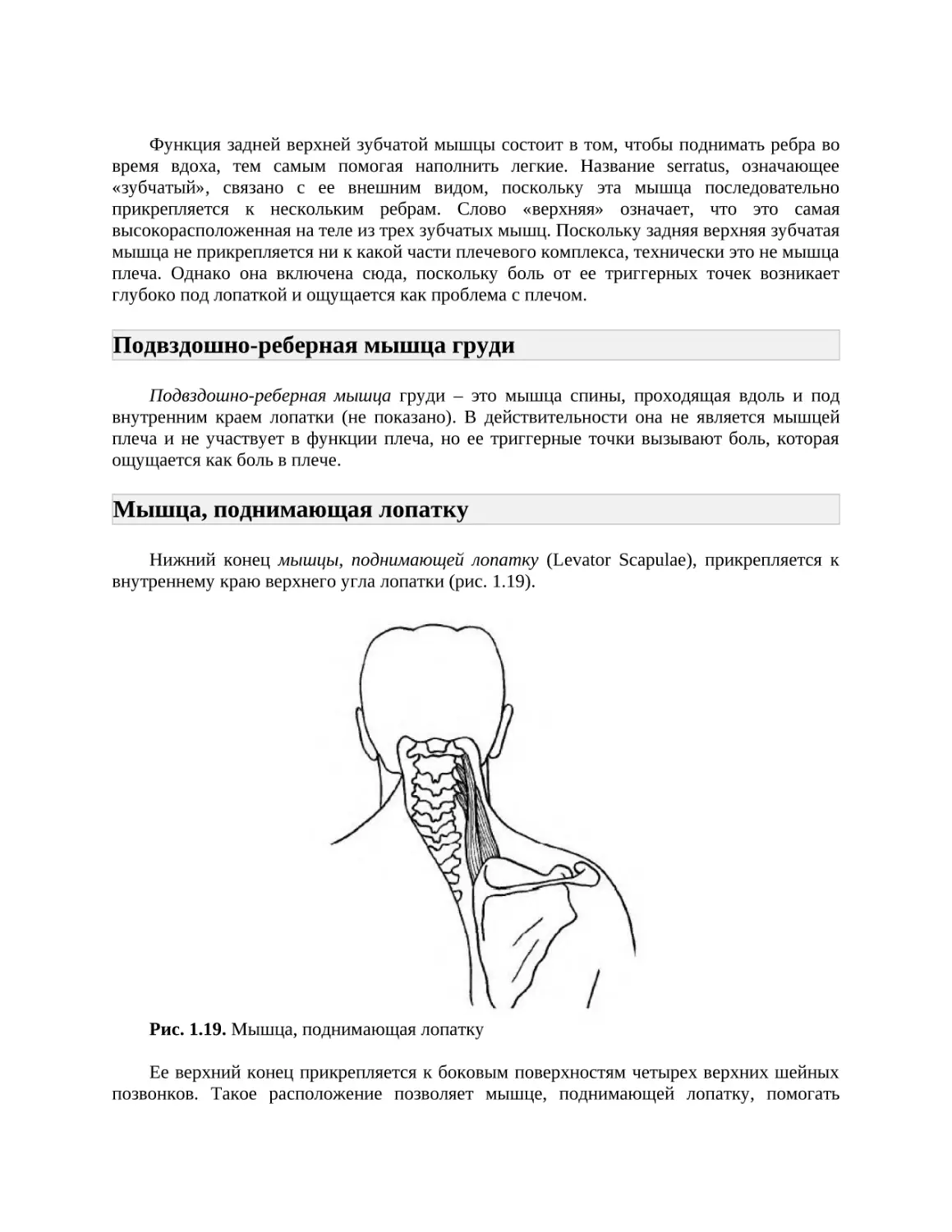 Подвздошно-реберная мышца груди
Мышца, поднимающая лопатку