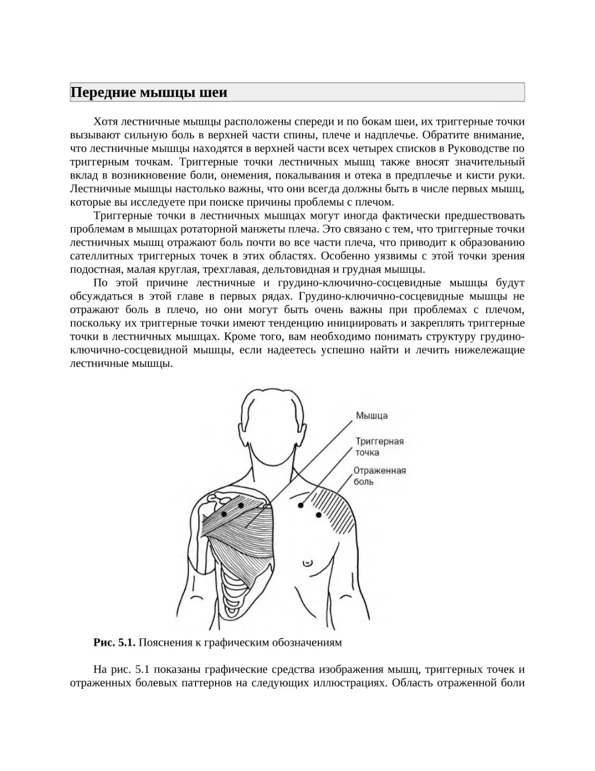 Передние мышцы шеи