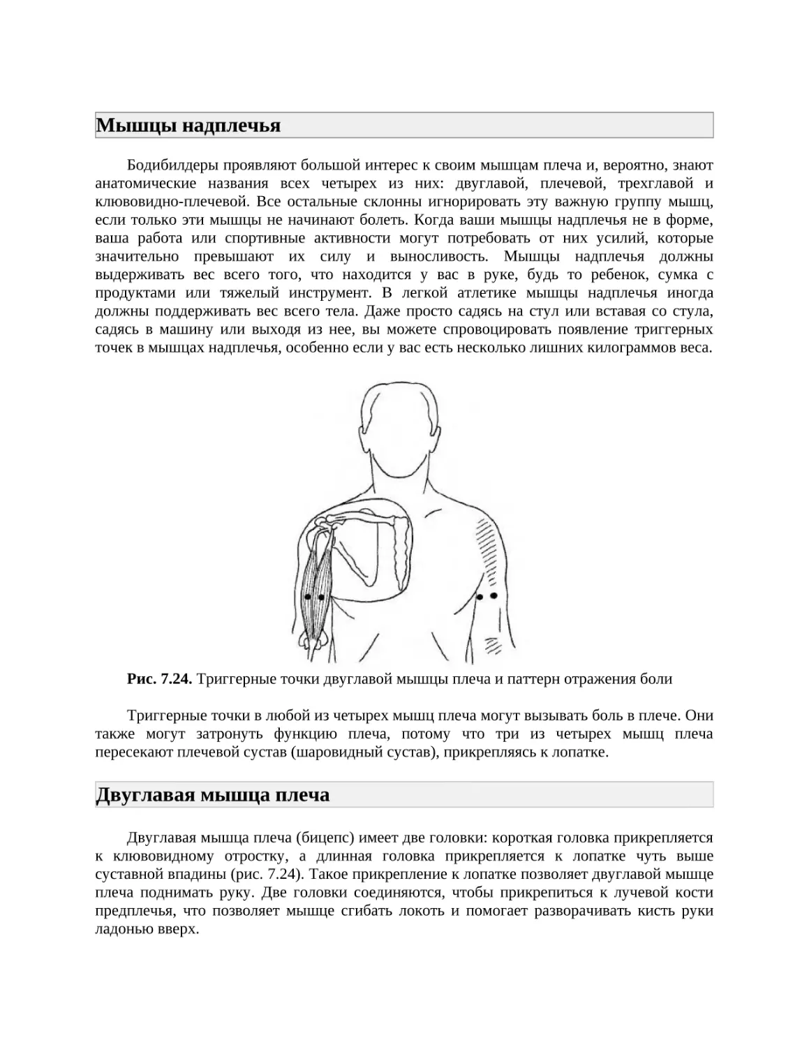 Мышцы надплечья
Двуглавая мышца плеча