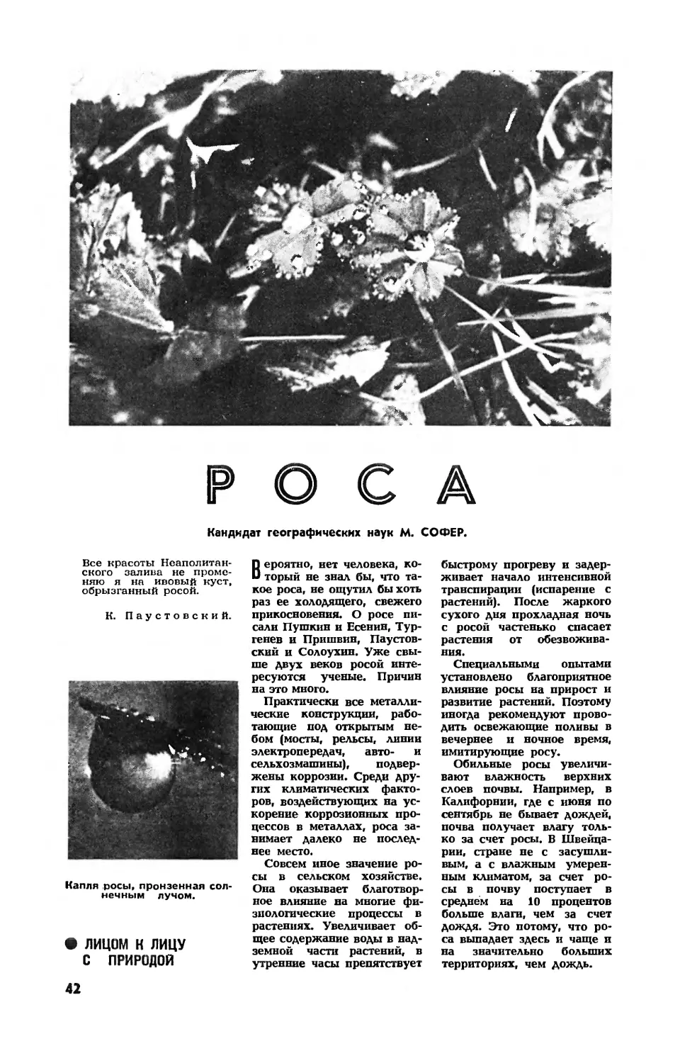 М. СОФЕР, канд. геогр. наук — Роса